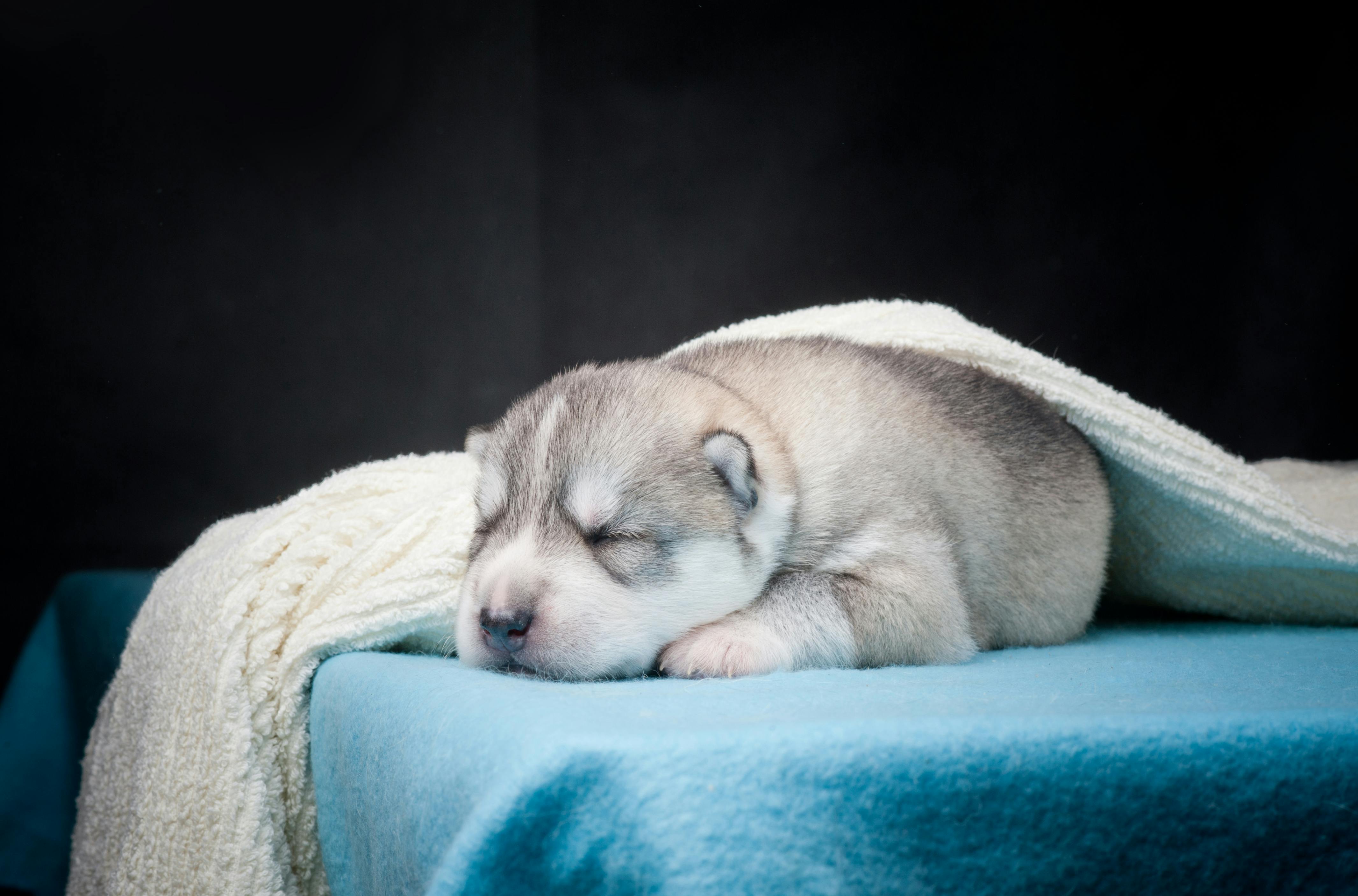 Why Is My Dog Twitching in His Sleep? - Whole Dog Journal