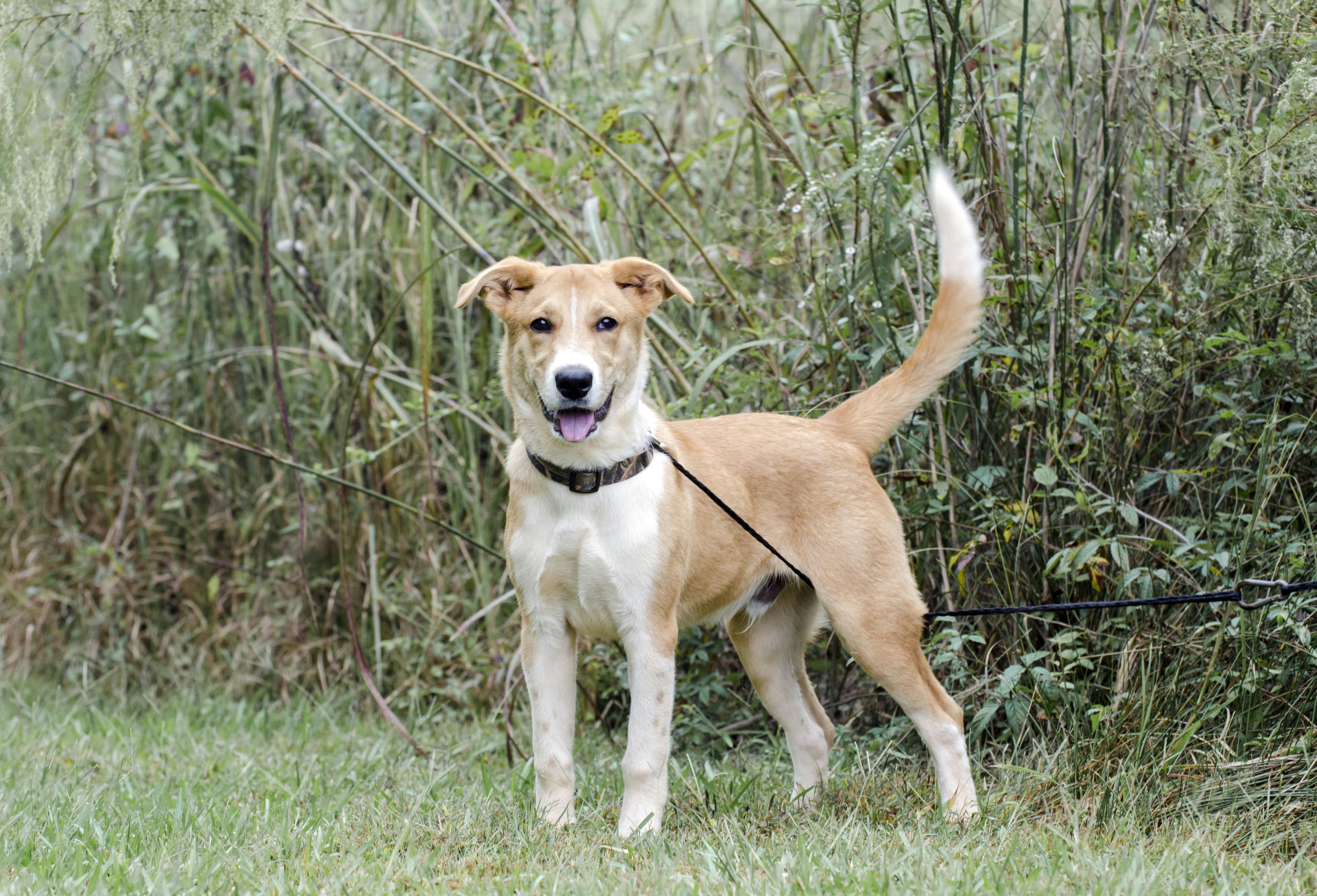 do puppies learn to bark from other dogs