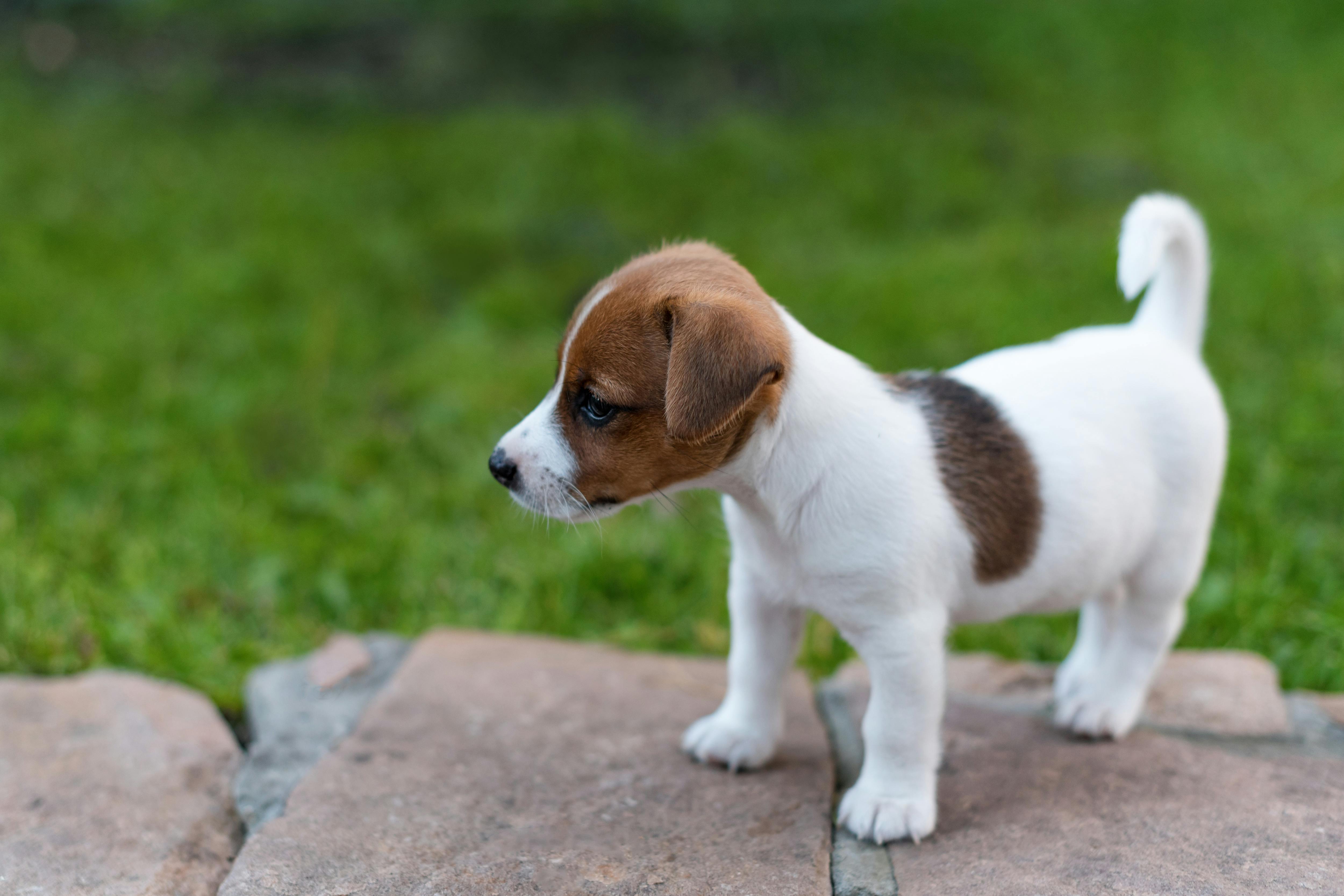 Dog throwing up chunks of outlet food