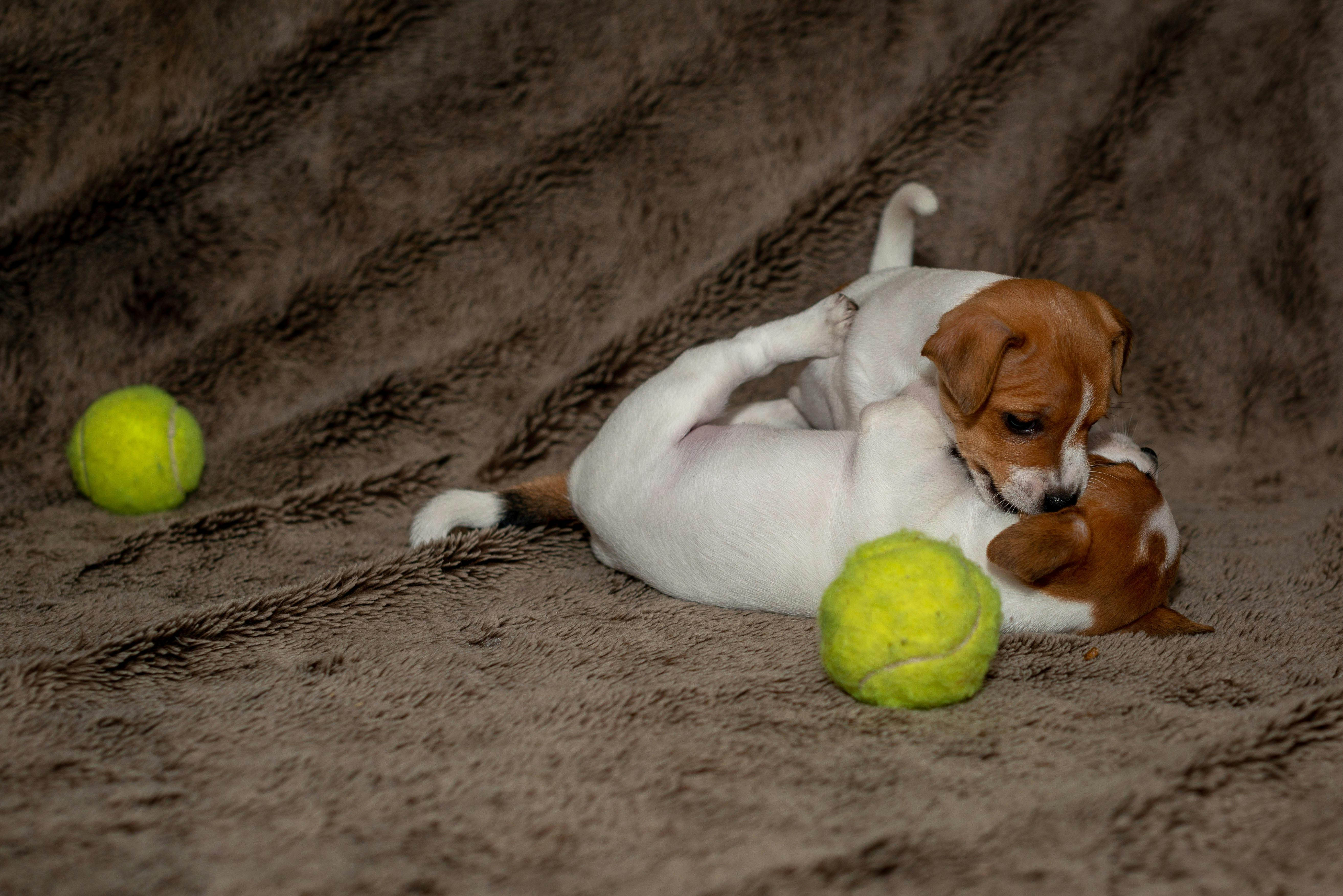 why do dogs pick things up when excited