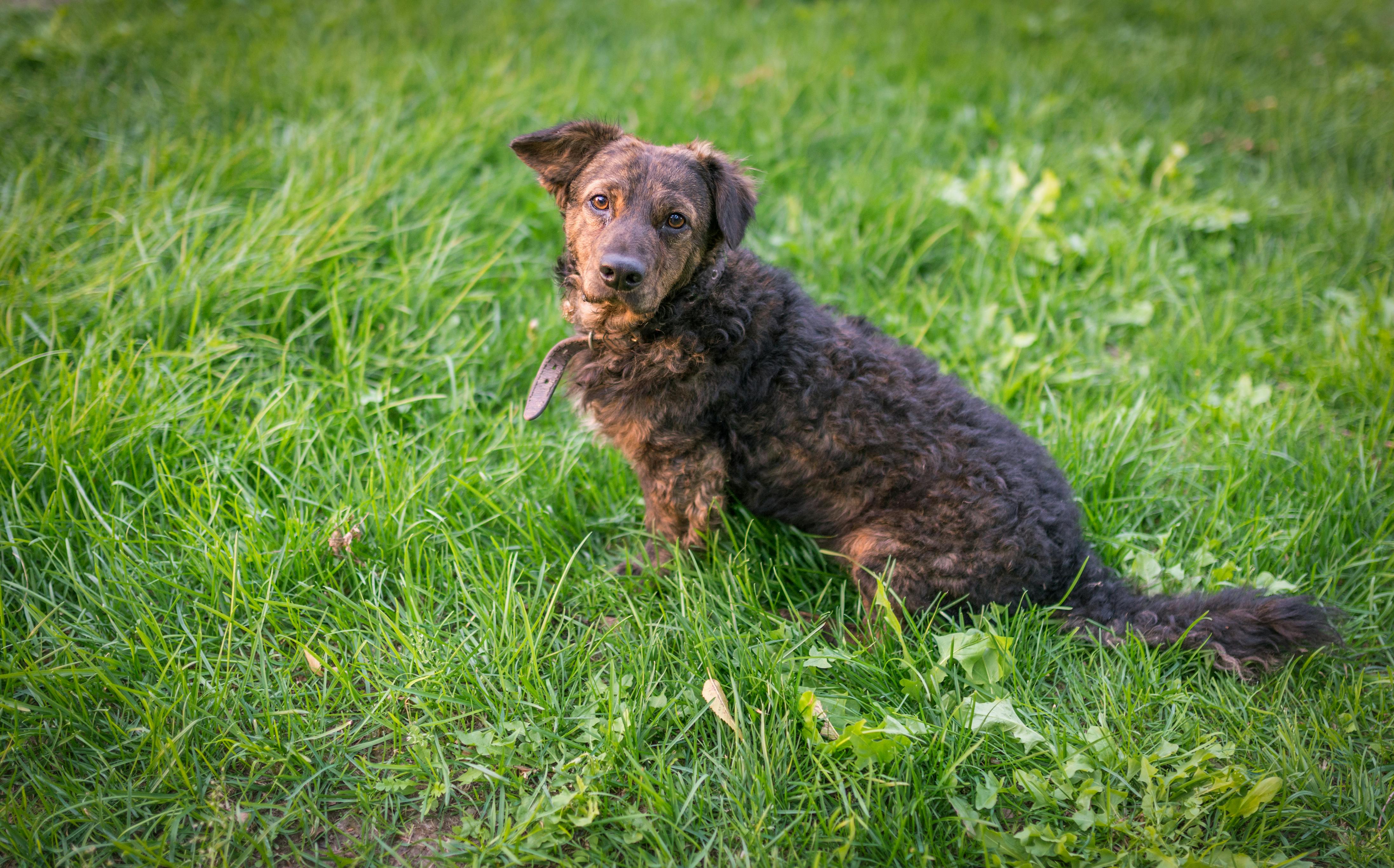 Why Do Dogs Try To Eat Grass