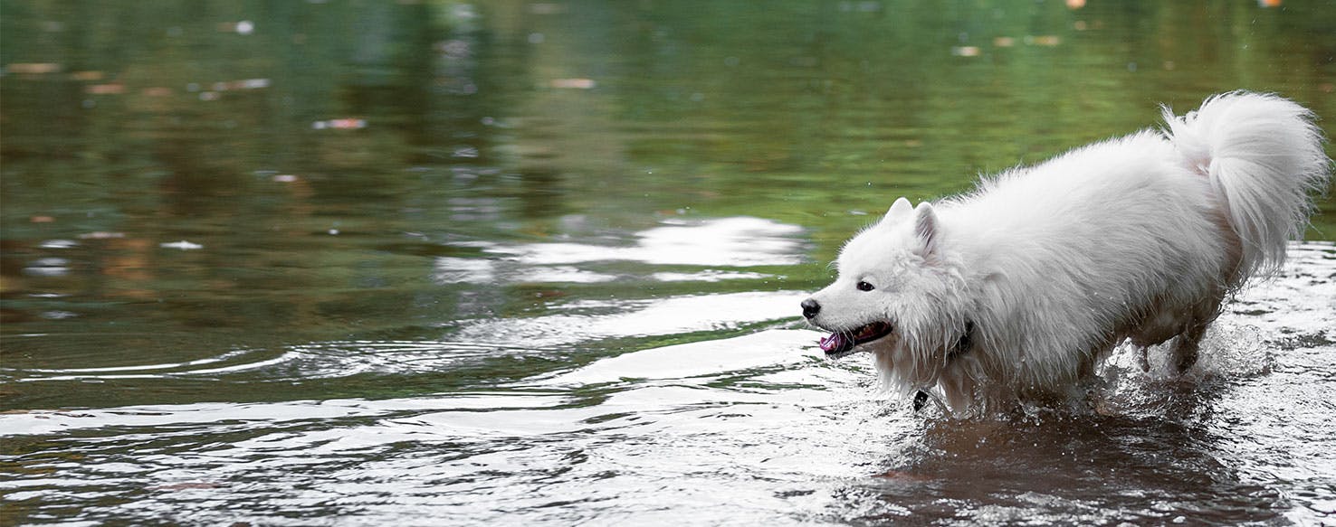 why do dogs play with water