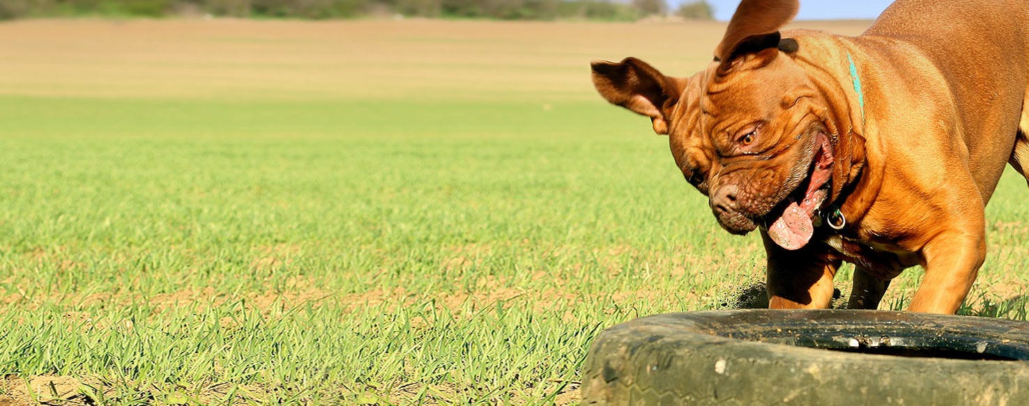 Why Do Dogs Pee On Tires - Wag!