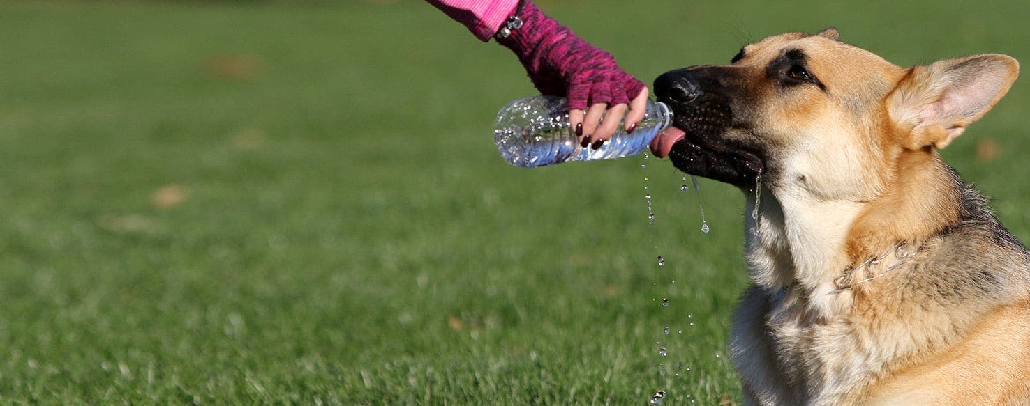 Dog ate plastic water hot sale bottle