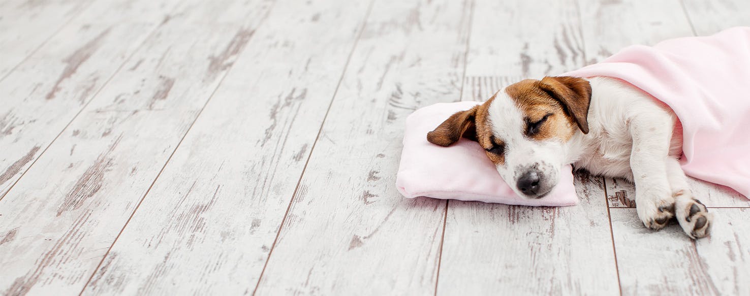 Dogs on outlet pillows