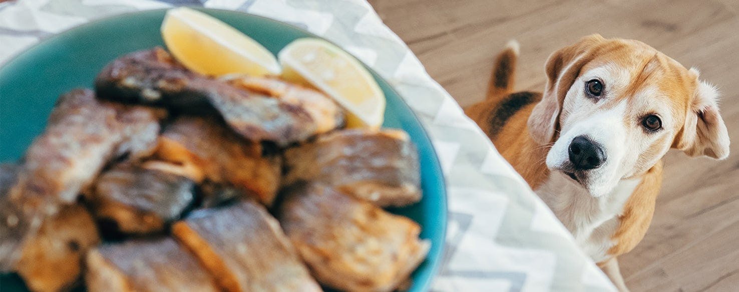 Why Dogs Like Fish Wag