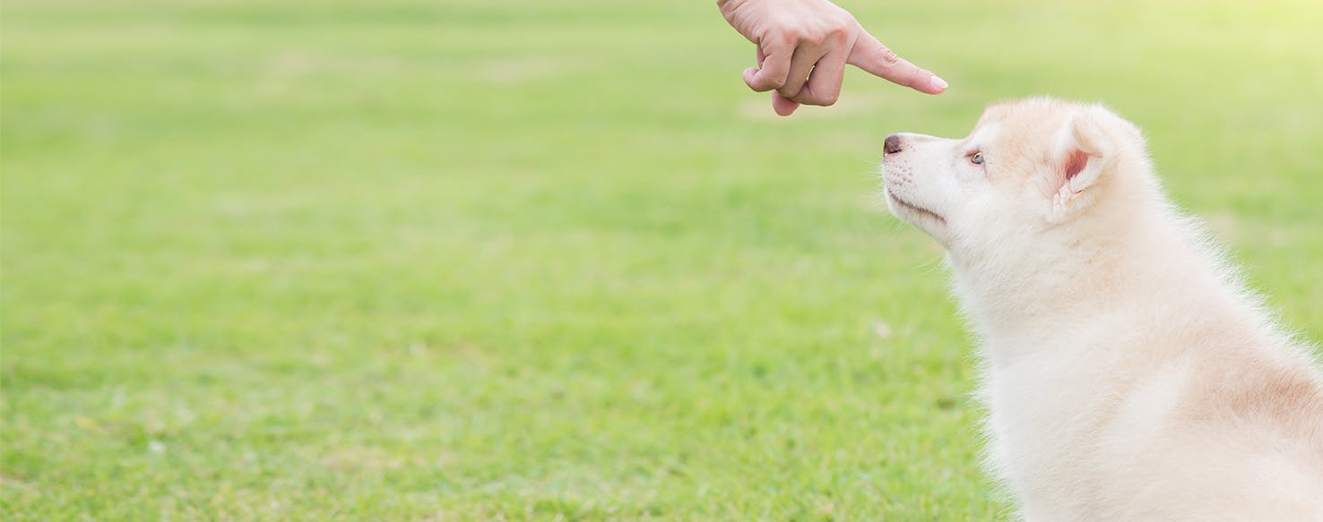 dog pointing at you