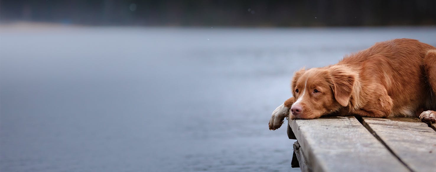 why do dogs smile when guilty