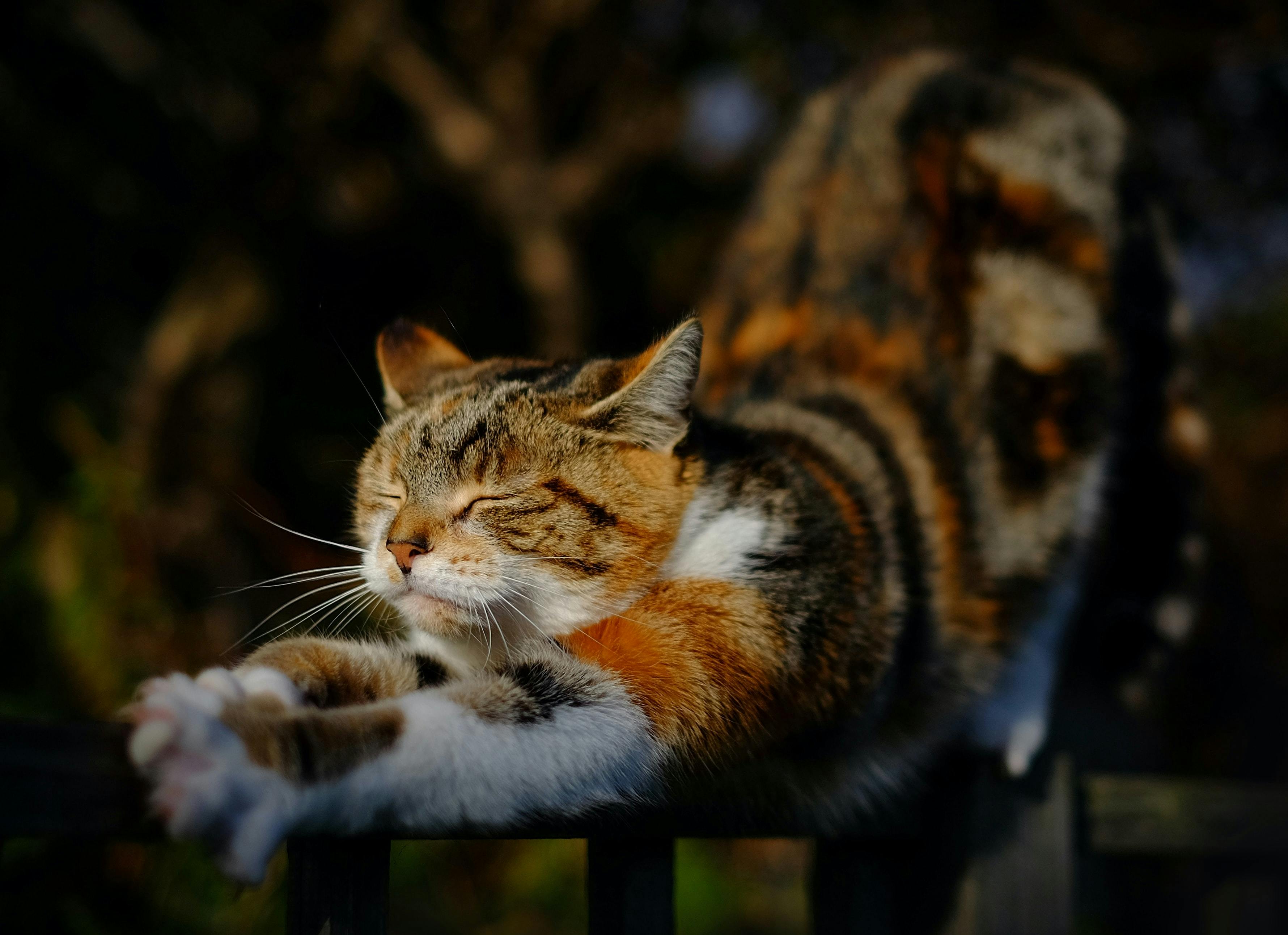 Why Do Cats Arch Their Back?