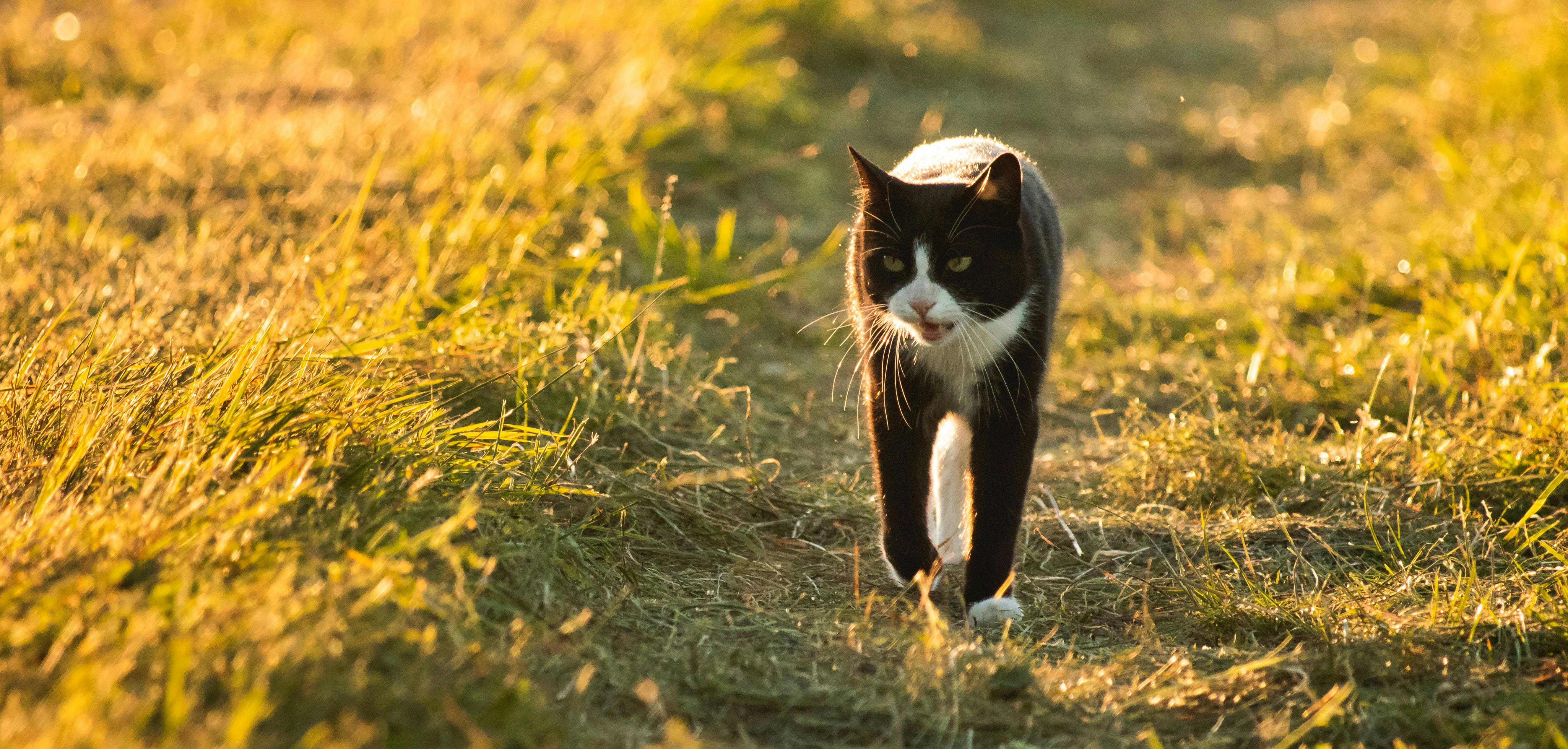 Why Do Cats Chirp at Birds?