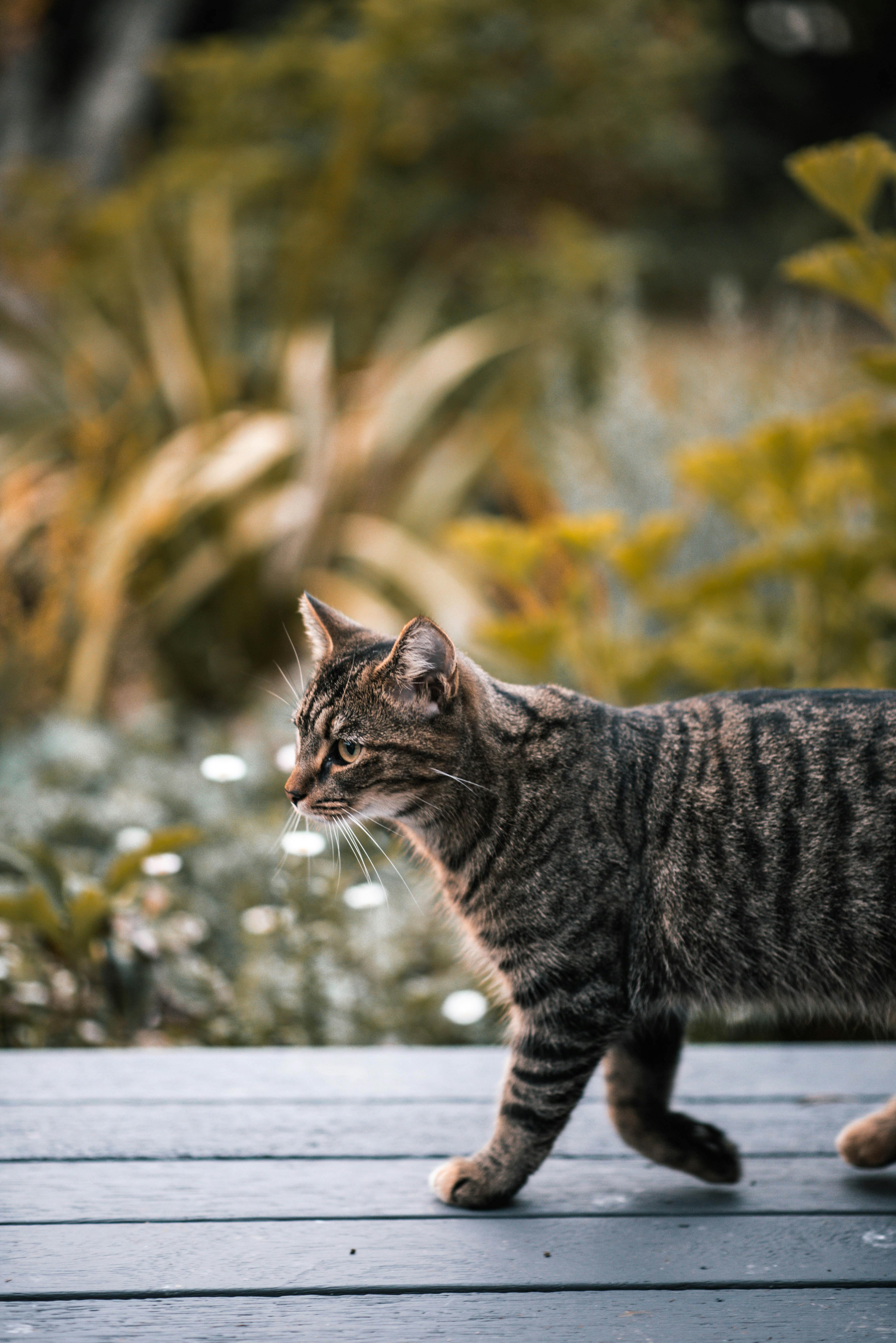 Why Do Cats Chatter?