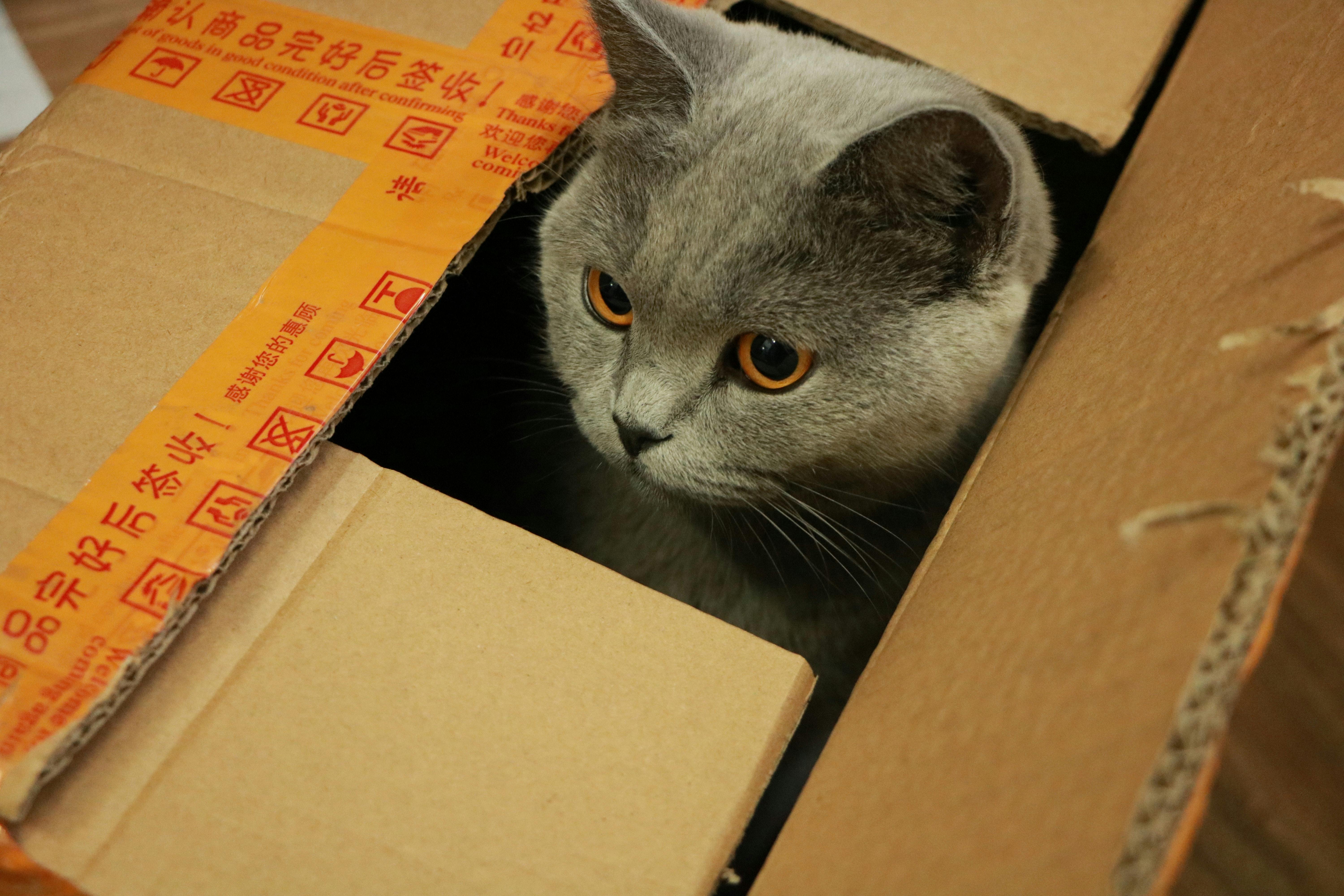 Why Do Cats Like Boxes?