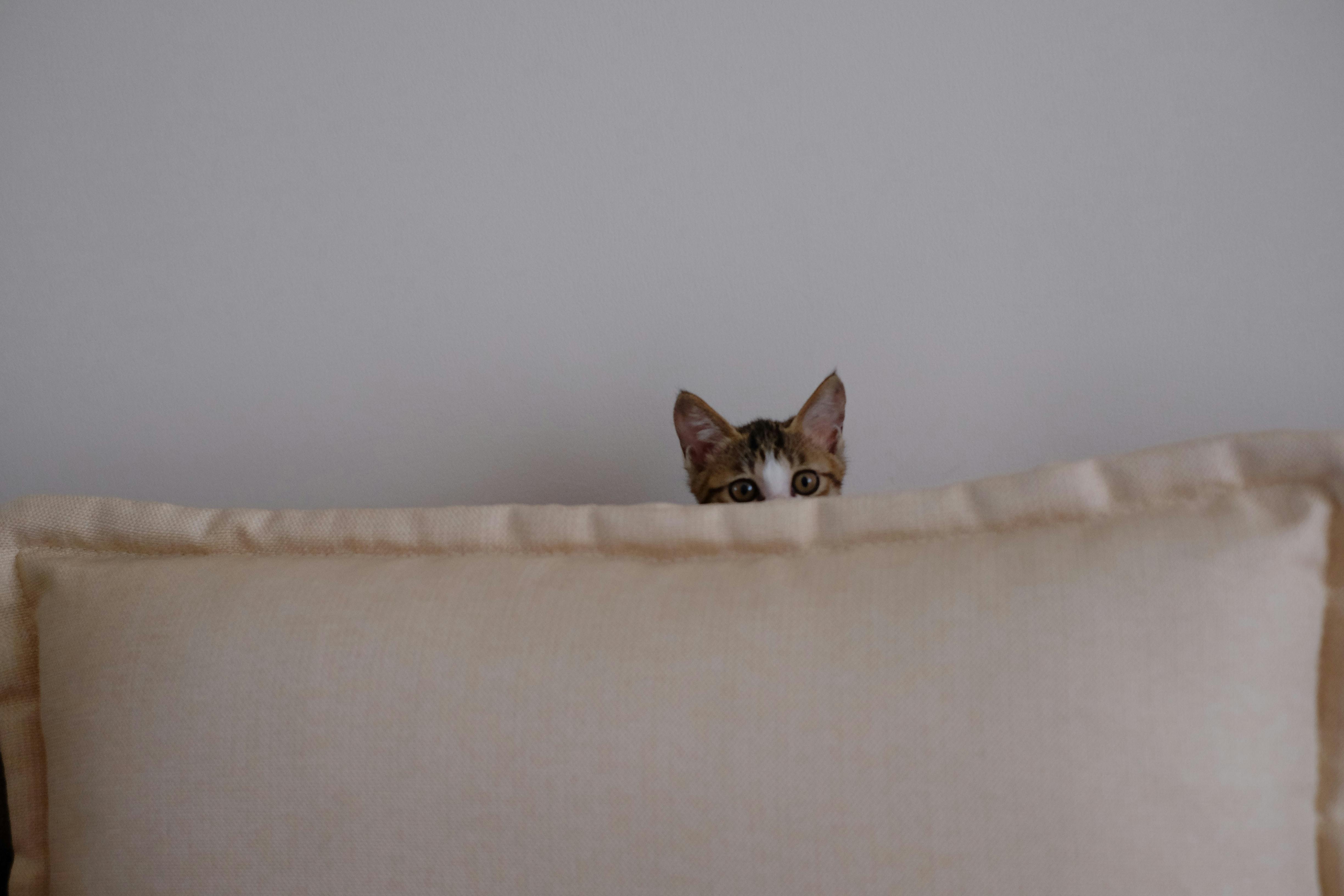 Why is My Cat Hiding Suddenly?