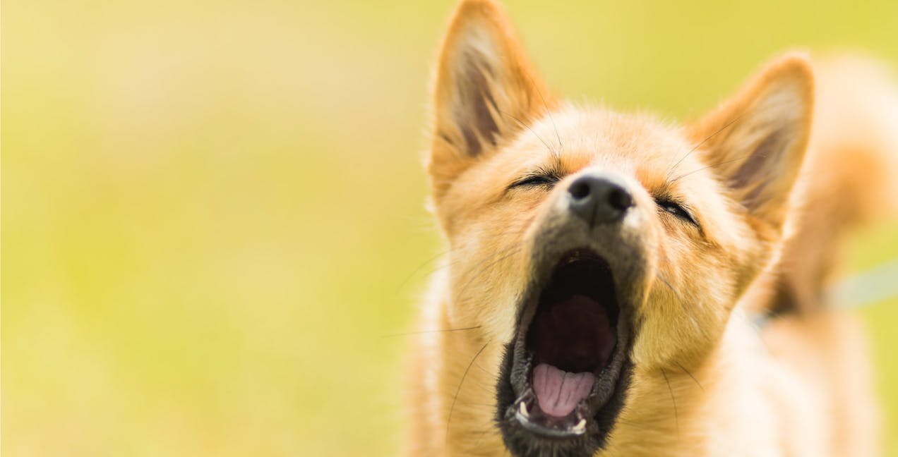 what causes a dog to stop barking