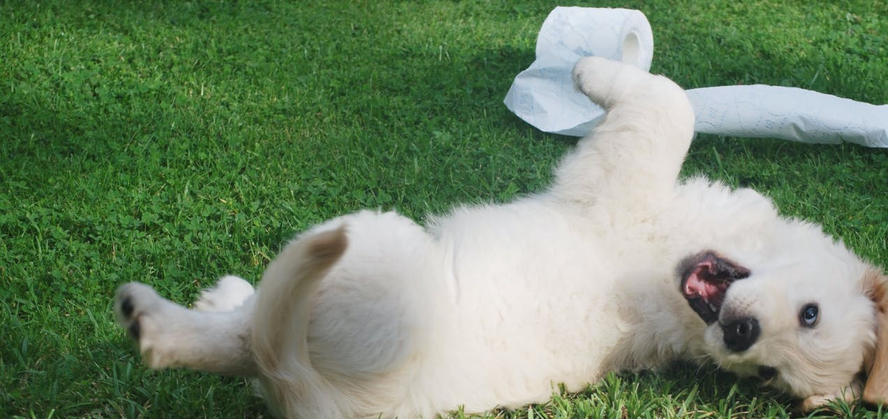 when can puppies poop on their own