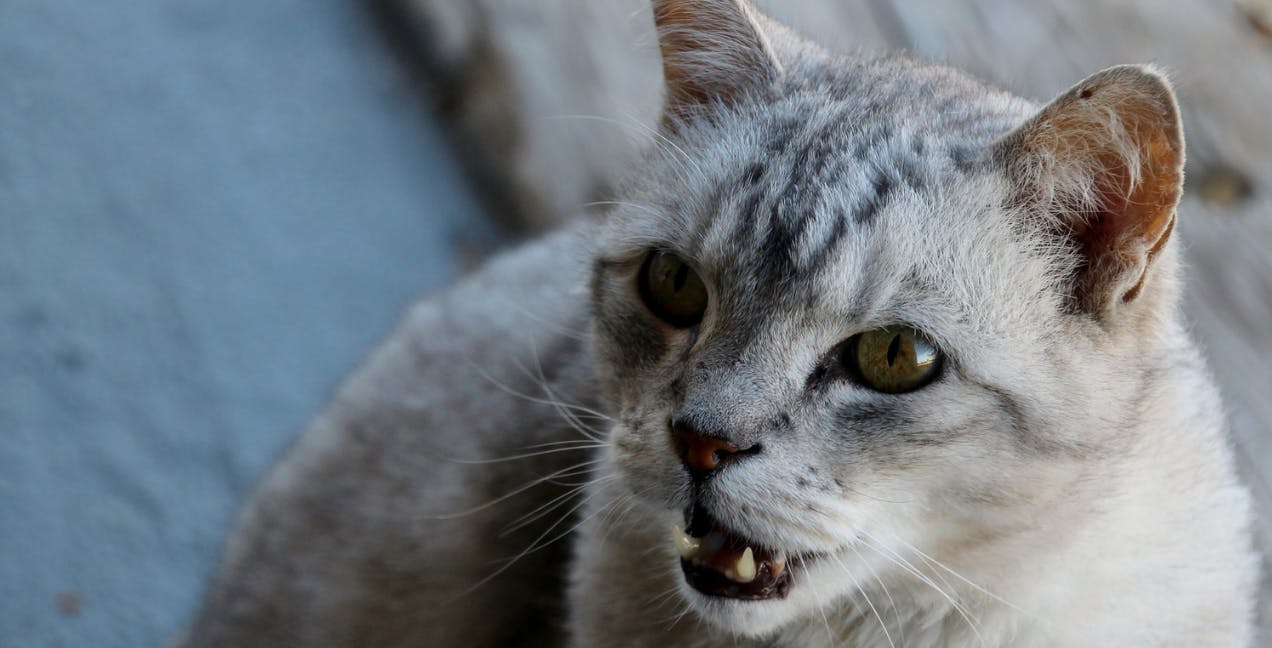 Cat Hissing: Everything You Need to Know