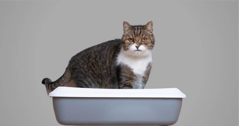 Why Does My Cat Not Use Their Litter Box?