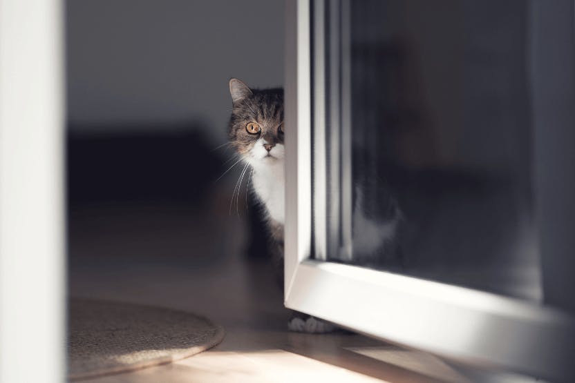 Why Do Cats Always Want to Go Outside? - Wag!