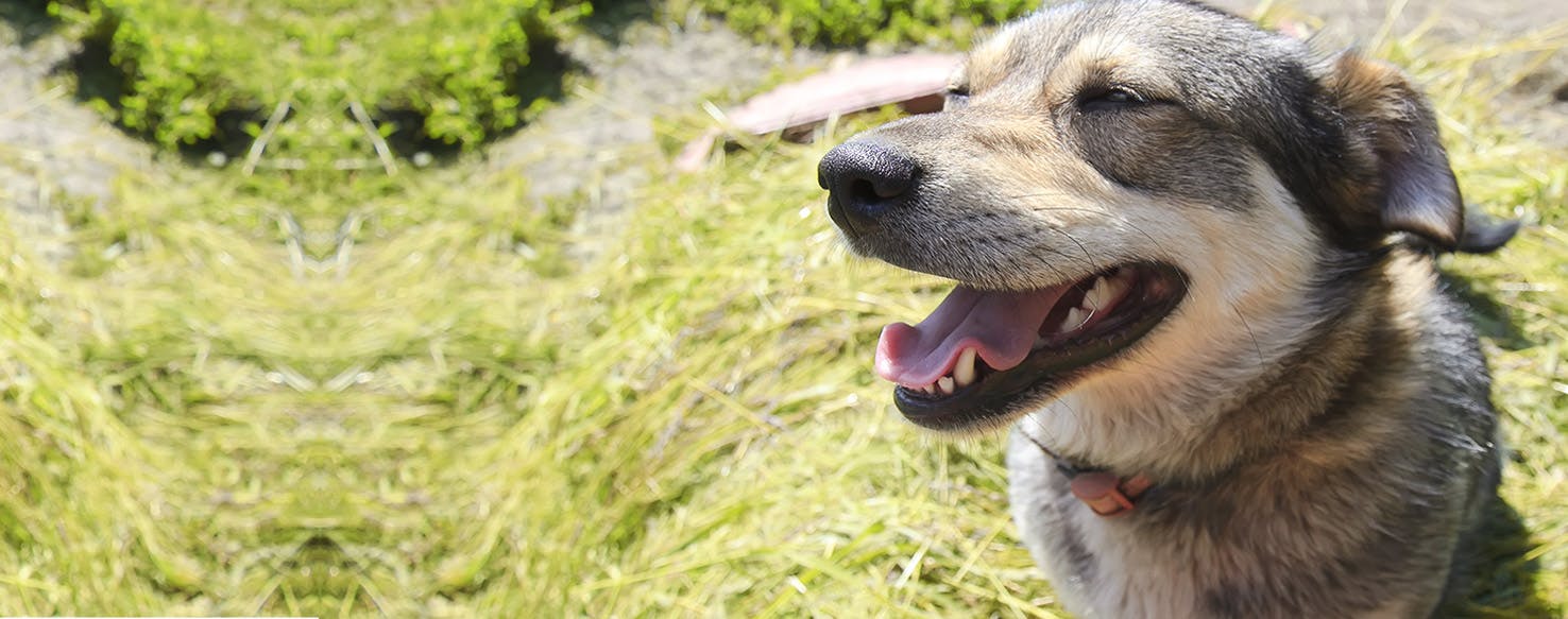 why are dogs tongues always out