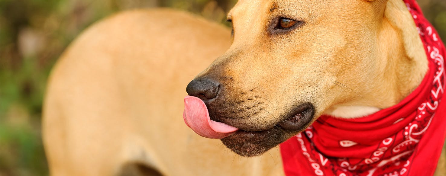 Is it bad for dogs to lick human wounds