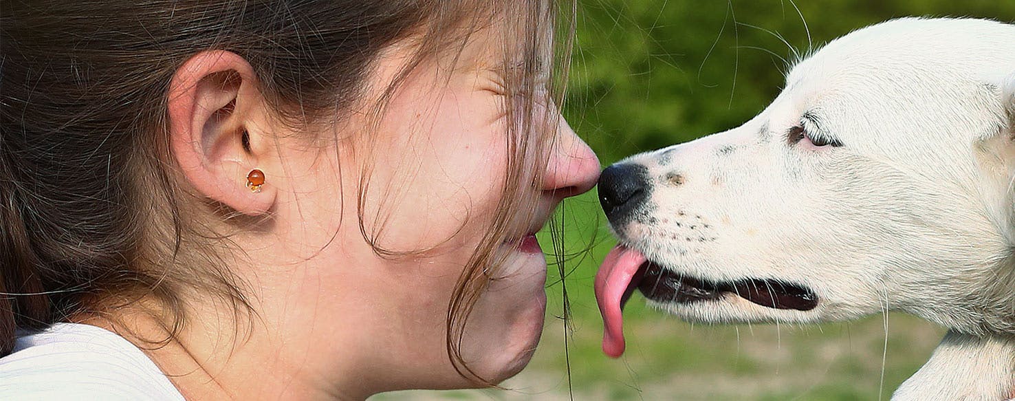 Why Do Dogs Always Lick Your Face Wag