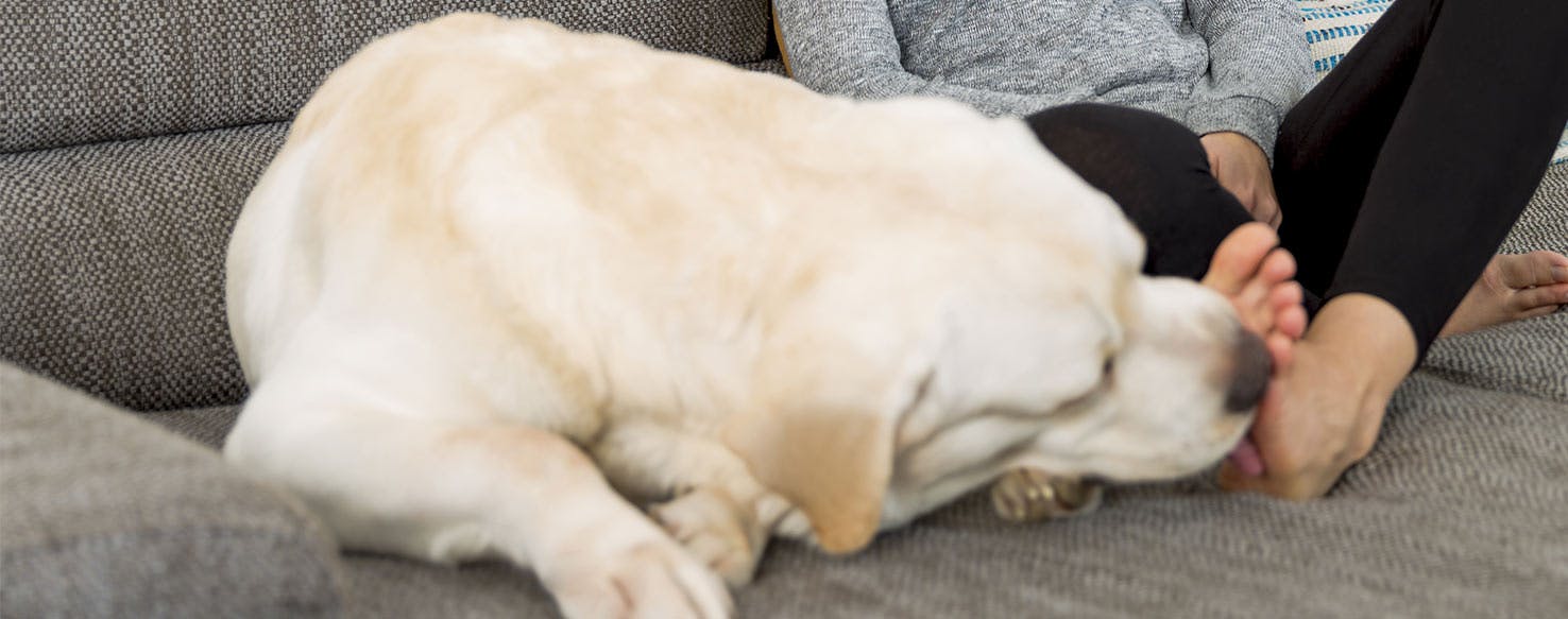 Dog licks my feet after eating