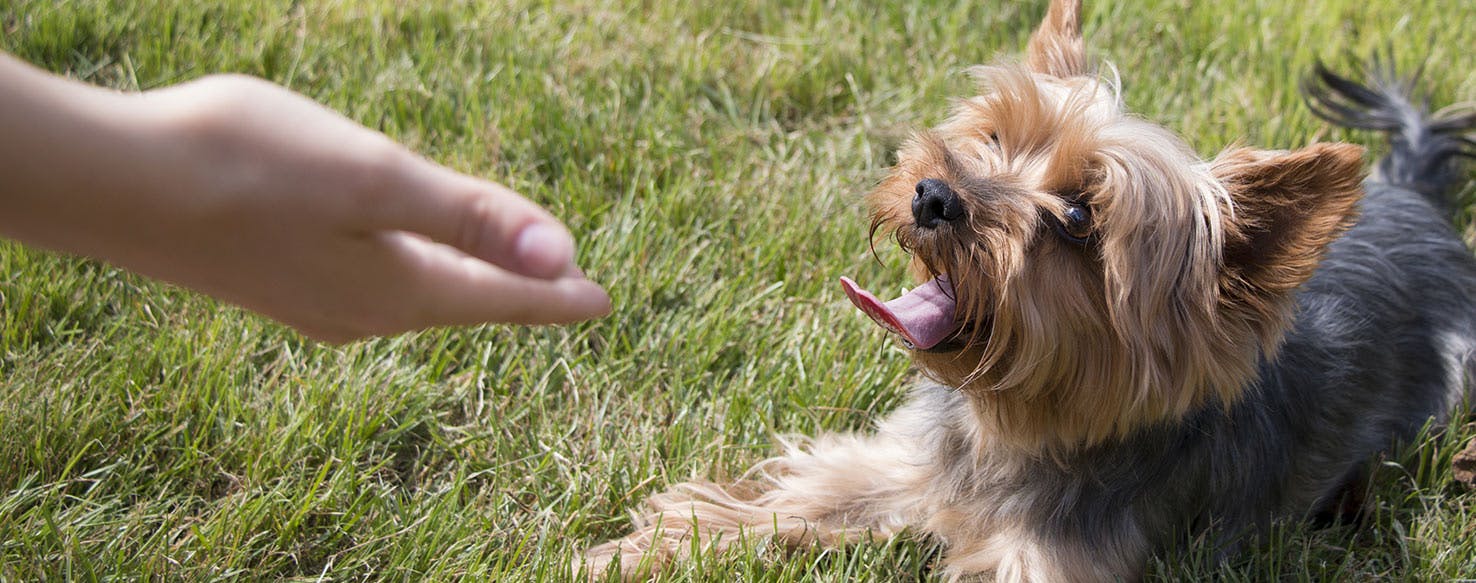 What does it mean when a puppy licks your hands