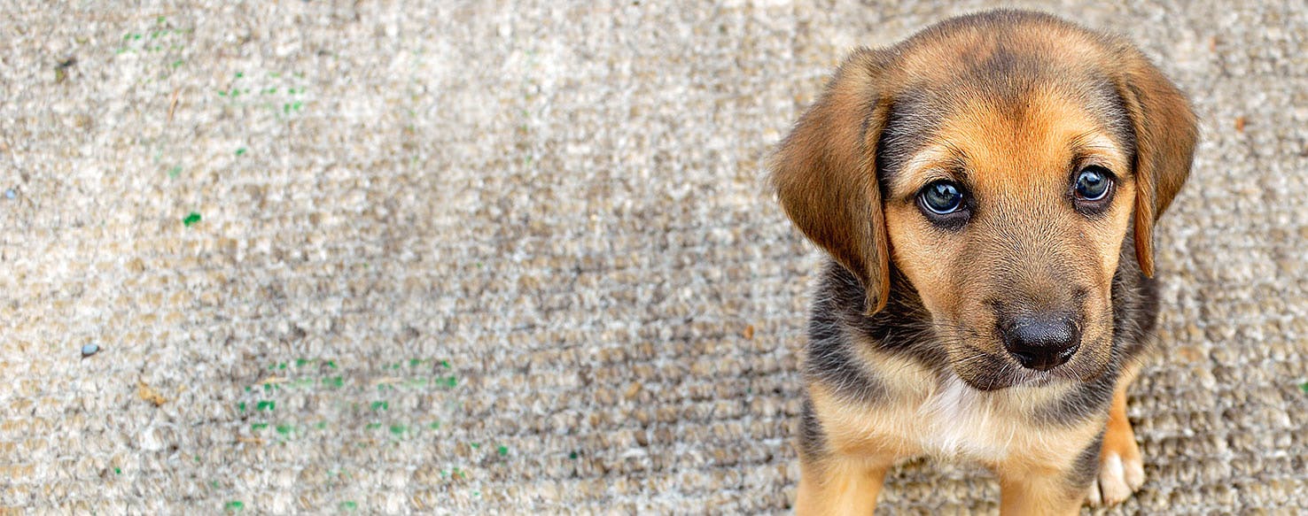 why do dogs watch you while they poop