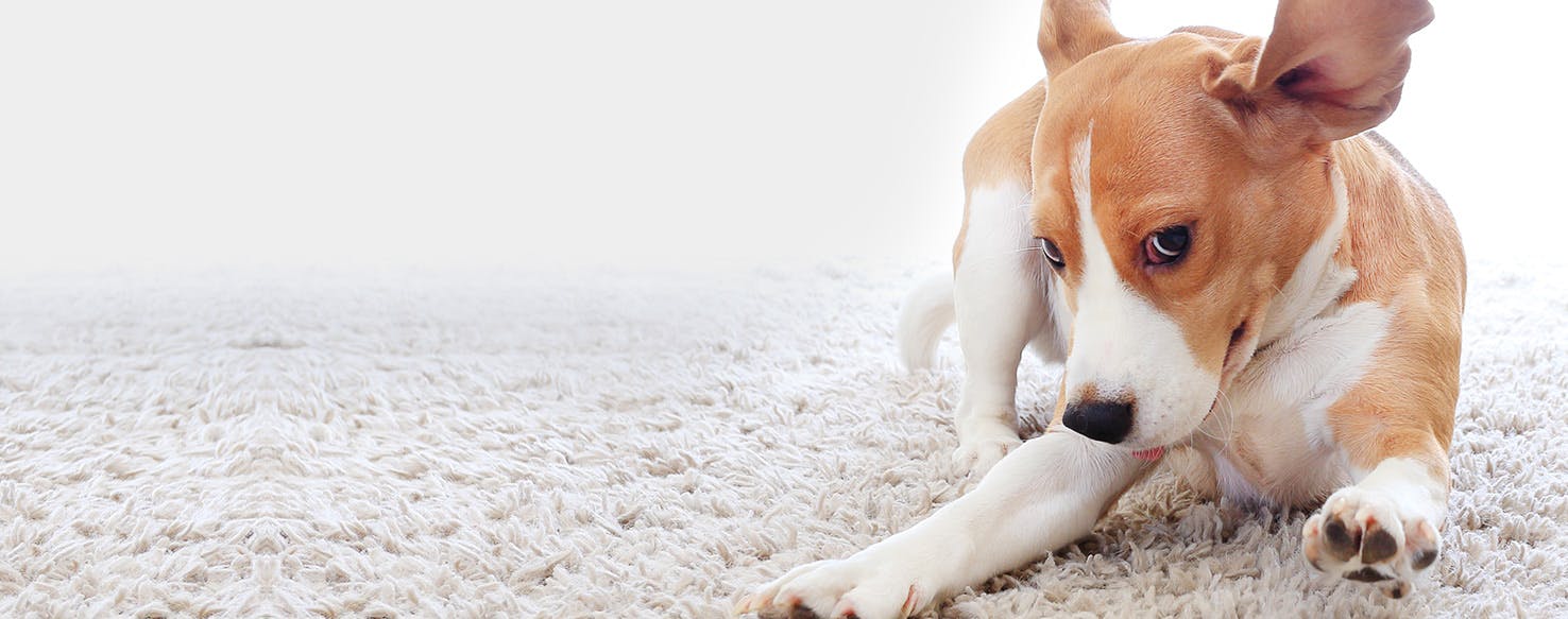 why do dogs lick carpet when sick