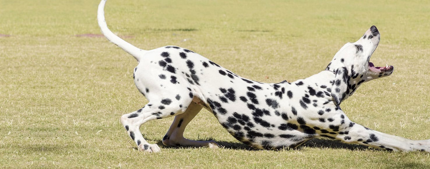 why do dogs stretch when you pet them