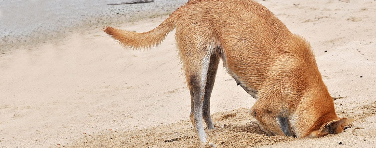 Can You Bury A Dog In Your Backyard - Why Do Dogs Bury FooD