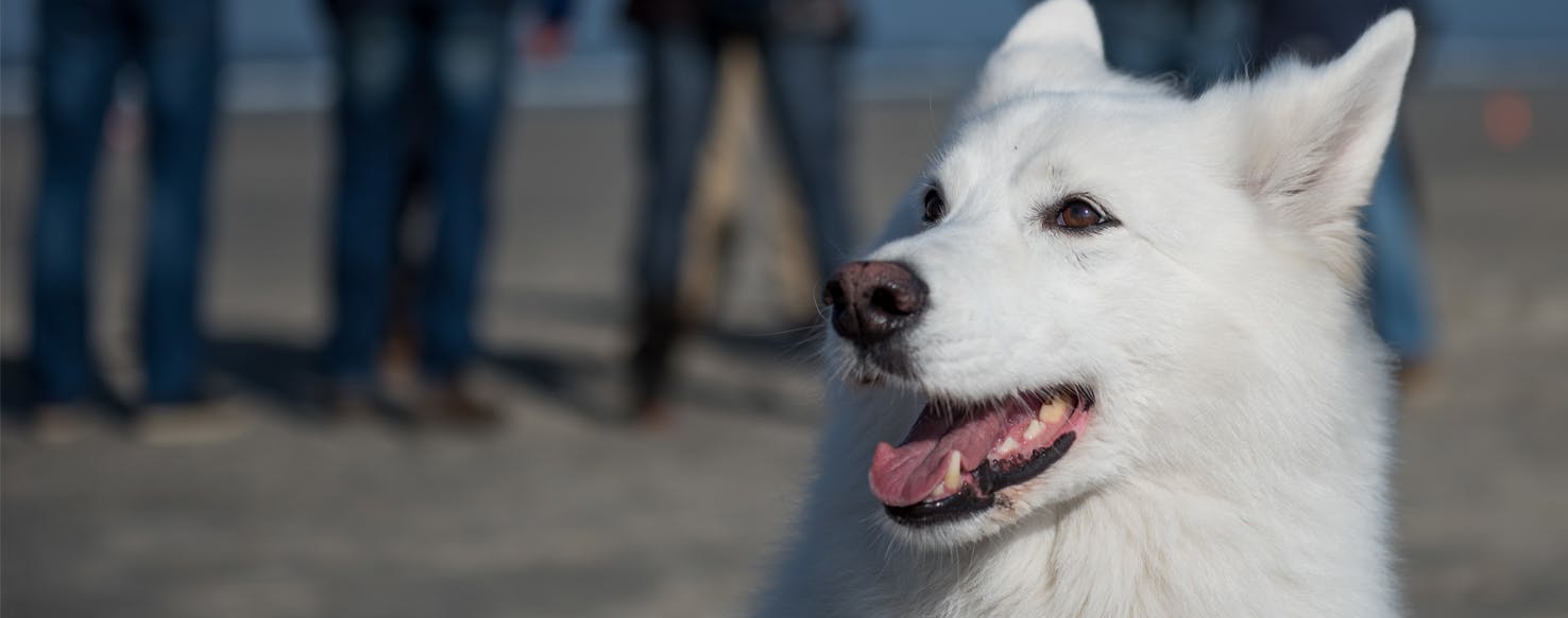 Why Do Dogs Chase Strangers