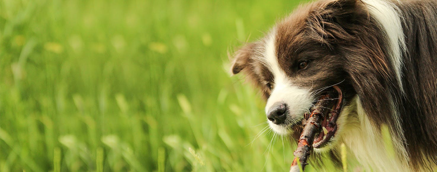 why do puppies chew wood