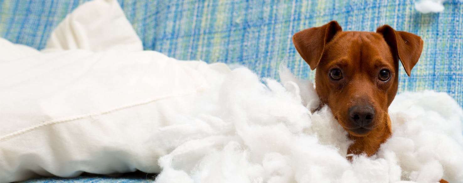 why dogs destroy their beds