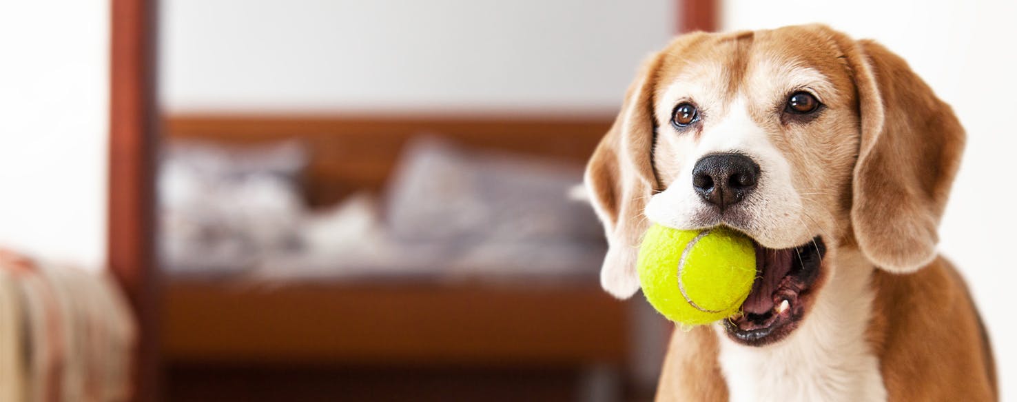 Why Do Dogs Destroy Tennis Balls