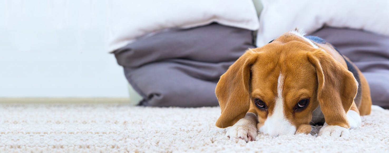 Why Do Dogs Dig On The Carpet