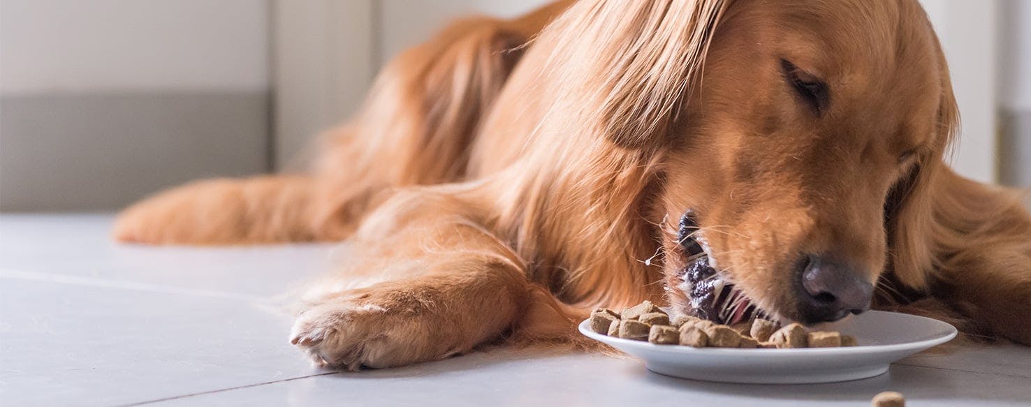 Dog eating outlet snacks