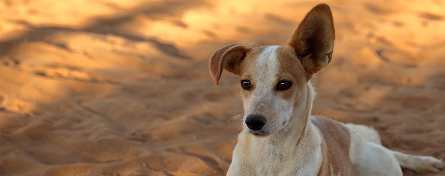 why do dogs put their ears back when they see you