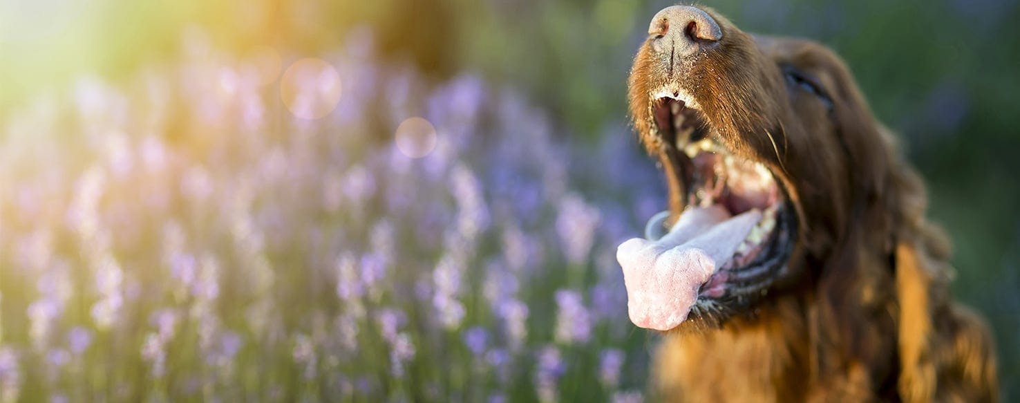 animals with rabies foam