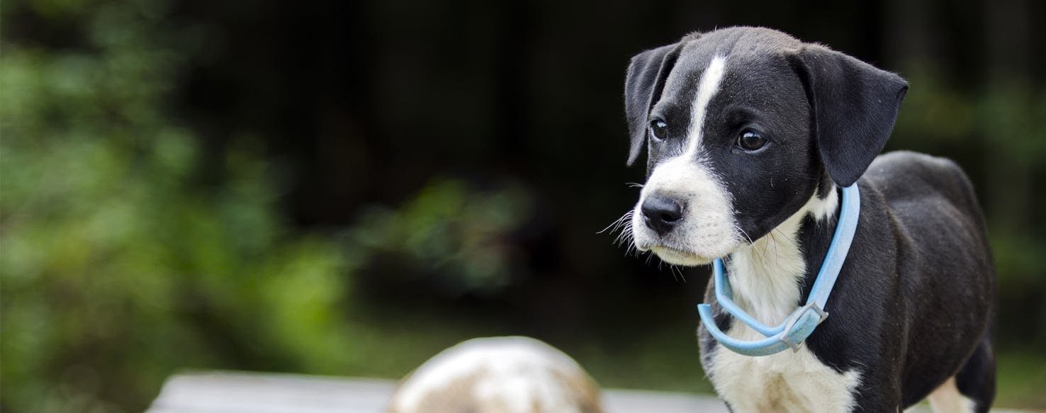 My puppy 2025 hates her collar