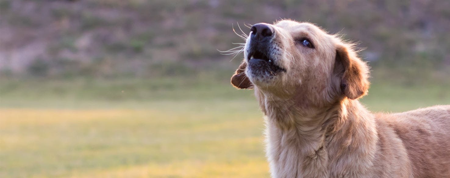 are dogs sad when they howl