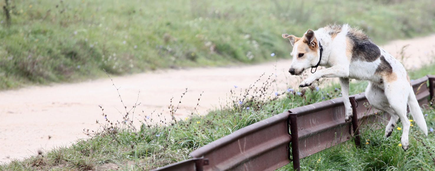 Why Do Dogs Jump Fences