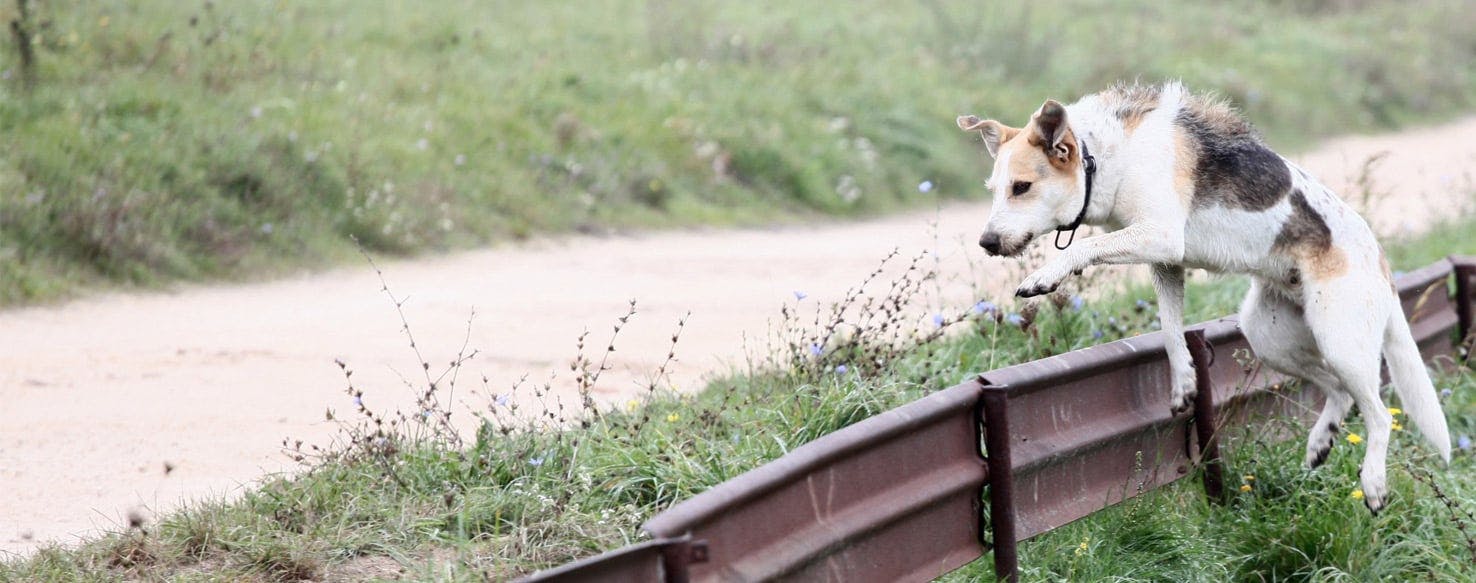 Dog can clearance jump over fence