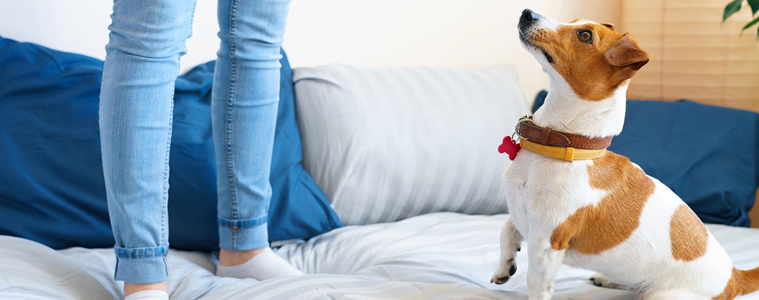 How to stop your dog shop from jumping on the bed