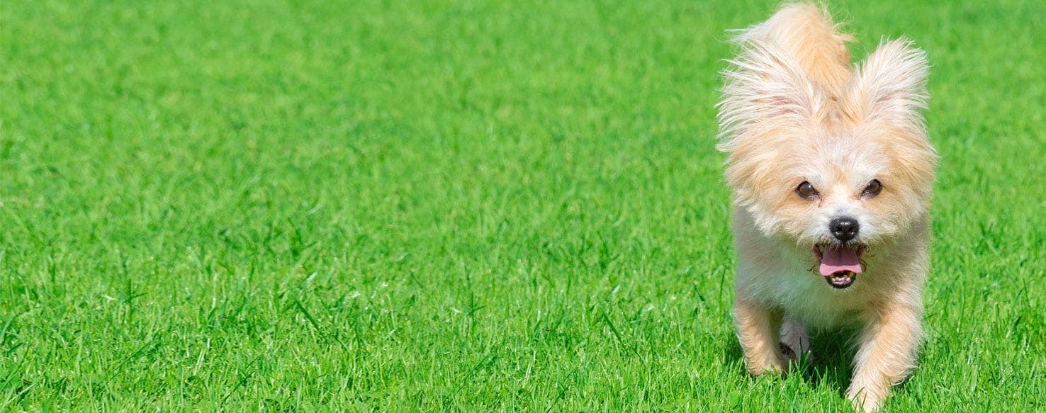 Dog ripping up store grass