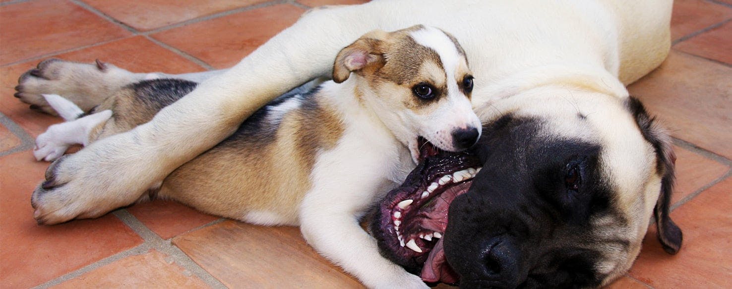 dog kneading stuffed animal