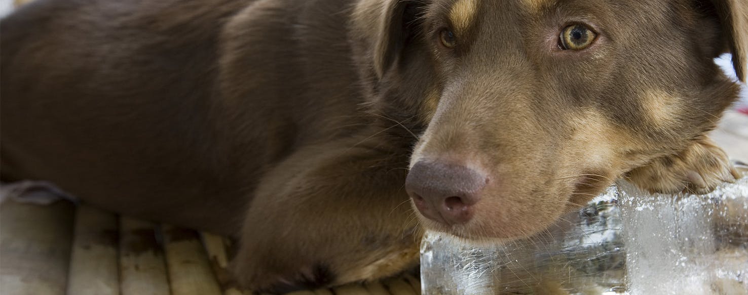 Dog vomits outlet after eating ice