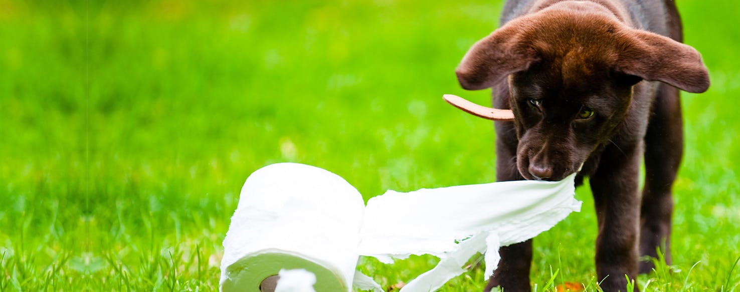 Why Do Dogs Like Eating Tissues