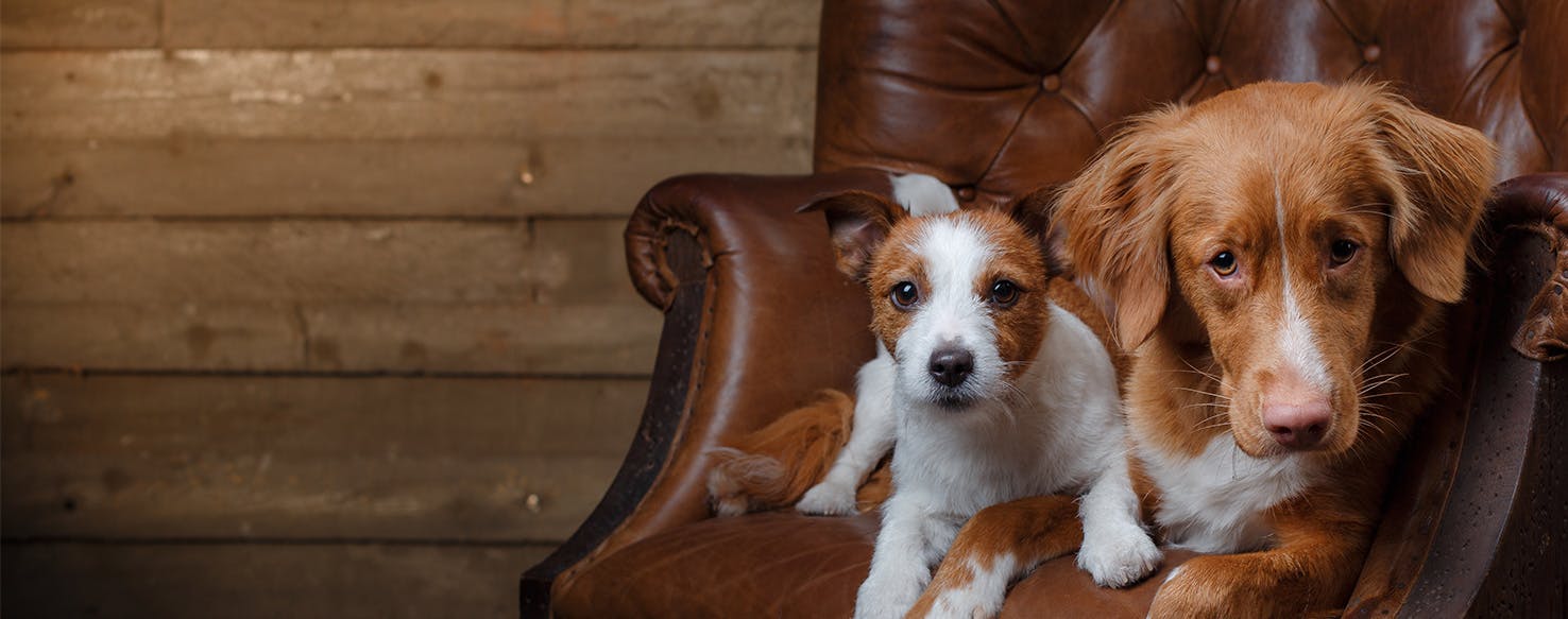 why do dogs sleep on the couch