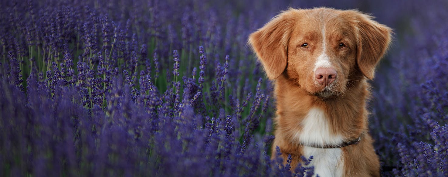 Why Do Dogs Like Lavender